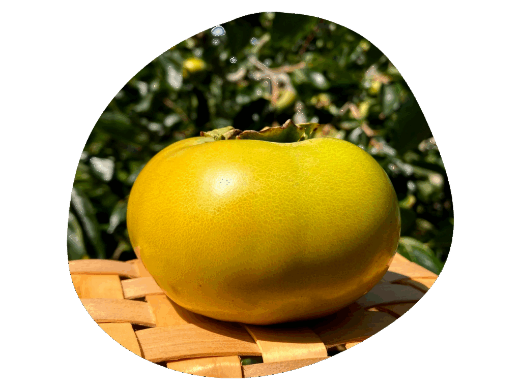 福岡県久留米市イノウエファームの太秋柿の写真