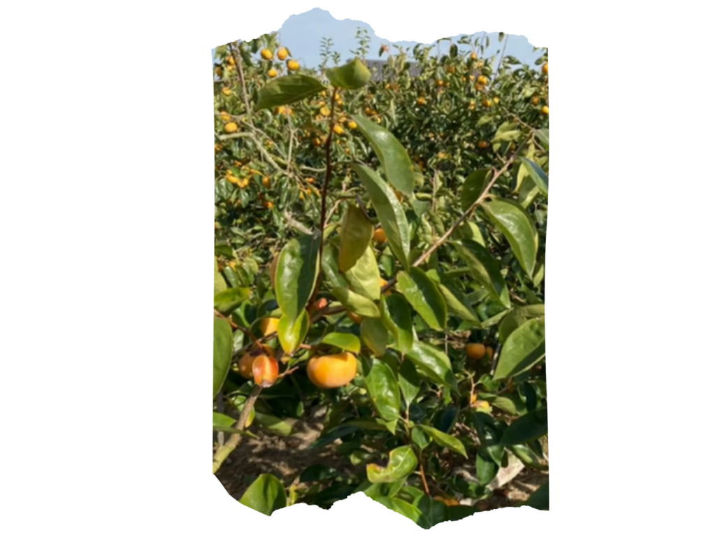 太秋柿農園の様子